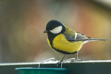 Yellow-black Great Tit bird, Parus major perched on a railing, winter view, closeup