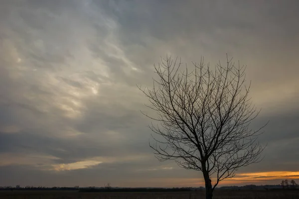 Abendwolken Nach Sonnenuntergang Und Die Silhouette Eines Baumes Ohne Blätter — Stockfoto