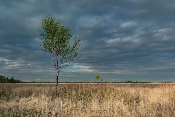 Lonely Birch Tree Evening Clouds Sky Spring View — Stock Photo, Image