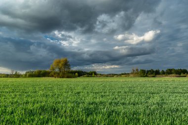 Gökyüzünde yeşil tarla ve akşam bulutları, kırsal bahar manzarası