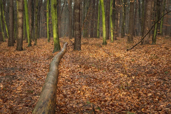 Upadłe Drzewo Wilgotnym Lesie Liście Pomarańczy — Zdjęcie stockowe