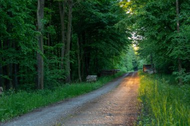 Yeşil ormandaki yolda güneş ışığı