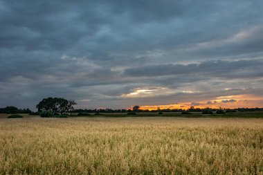 Yulaf tarlası ve akşam bulutlu gökyüzü gün batımından sonra