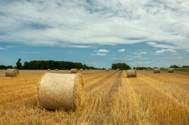 Tarlada saman balyaları ve gökyüzünde beyaz bulut