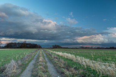 Yeşil tarlalardan ve gökyüzündeki manzaralı bulutlardan geçen kır yolu, Nowiny, doğu Polonya
