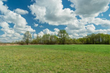 Yeşil çayır, ağaçlar ve beyaz bulutlar mavi gökyüzüne, ilkbahar manzarasına karşı