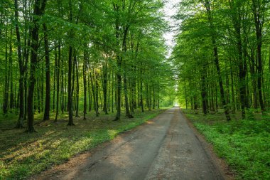 Yeşil yaprak döken bir ormanda toprak yol, bahar manzarası