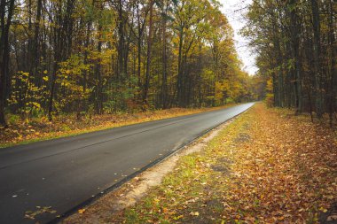 Sonbahar ormanlarında asfalt ıslak yol, Okszow, Lubelskie, Polonya