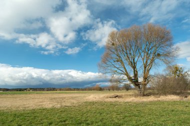 Yeşil çayırda yaprakları olmayan büyük bir ağaç, bahar manzarası.