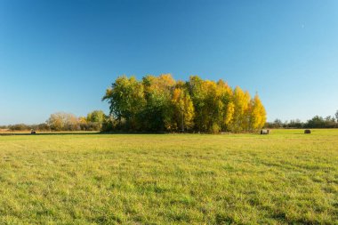 Çayırlarda büyüyen sonbahar ağaçları, mavi bulutsuz gökyüzü, Nowiny, Polonya