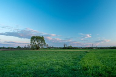 Yeşil çayırdaki bir ağaç ve akşam mavisi gökyüzü