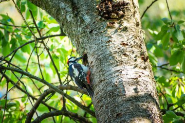 Ağaçtaki ağaçkakan İçi boş, bahar manzaralı