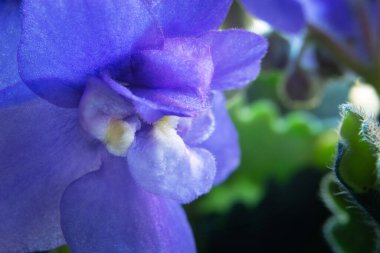 Kaplanmış güzel bir menekşe çiçeği.