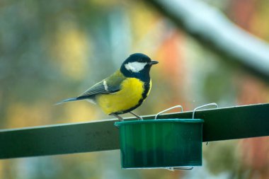 One bird of great tit at a container with feed, winter view