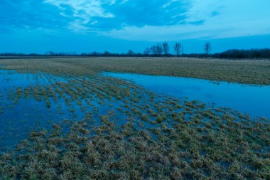 Çayırdaki su, ufuk ve bulutlu akşam gökyüzü, Nowiny, Lubelskie, Polonya