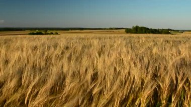 Akşam manzarası altın bir arpa tarlası ve hafif bir esinti.