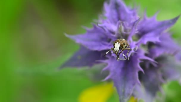 Melampyrum Nemorosum Çiçeklerinin Üzerinde Küçük Bir Solucan — Stok video