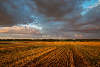 Günbatımında sakal tarlası ve bulutların manzarası, yaz kırsal manzarası.
