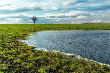 Yeşil bir tarlada su birikintisi ve ufukta yalnız bir ağaç, ilkbahar kırsal manzarası, Czulczyce, Lubelskie, Polonya