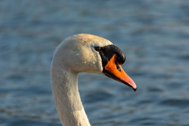 Tüylerinde su damlaları olan dilsiz bir kuğunun başı.