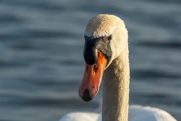 Stomme zwanen hoofd verlicht door de zon — Stockfoto