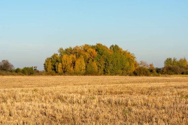 Sonbahar manzaralı bir tarlada büyüyen yaprak döken bir grup ağaç.