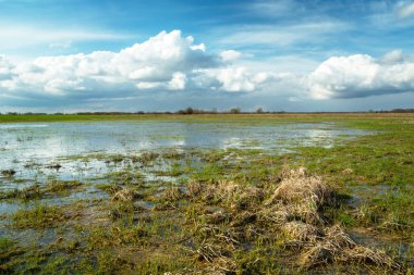 Su basmış çayır ve gökyüzündeki bulutlar