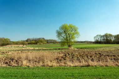 Yeşil çayır ve mavi gökyüzünde büyüyen bahar ağacı
