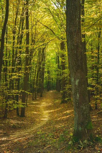 Cesta temným lesem, padající listí za podzimního slunečného dne — Stock fotografie