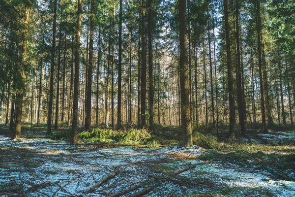Jemný Sníh Jehličnatém Zeleném Lese Jarní Pohled — Stock fotografie