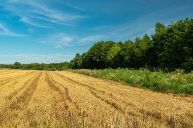Kirli sakal, yeşil orman ve mavi gökyüzü, Zarzecze, Lubelskie, Polonya