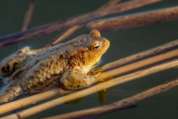 Grand Crapaud Brun Dans Eau Jour Printemps — Photo