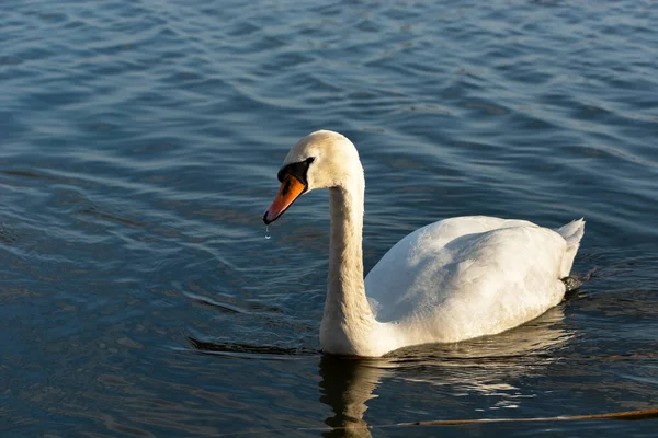 Cisne Mudo Água Uma Gota Água Sob Seu Bico Vista — Fotografia de Stock