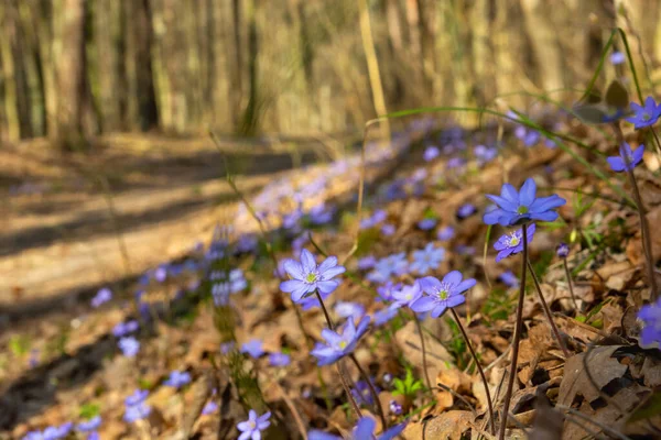 Violet Κοινά Ηπατοειδή Λουλούδια Που Αναπτύσσονται Στο Δάσος Άνοιξη Okszow — Φωτογραφία Αρχείου