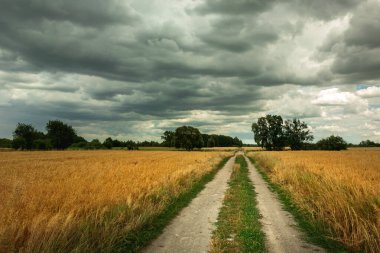 Tahıl tarlalarından geçen kum yolu, Nowiny, Lubelskie, Polonya