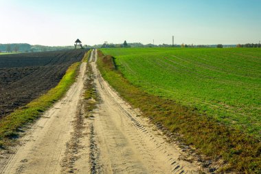 Tarlalardan geçen kum yolu, Brzezno, Lubelskie, Polonya