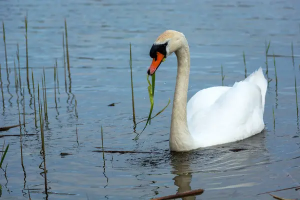 Zwevende Zwaan Met Gras Zijn Bek Stankow Lubelskie Polen — Stockfoto