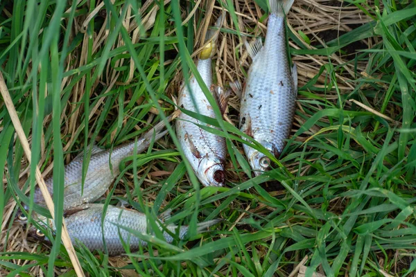 Pequeno Peixe Morto Deitado Grama Verde — Fotografia de Stock