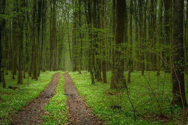 Vägen Genom Vårskogen Och Vita Blommor Okszow Lubelskie Polen — Stockfoto