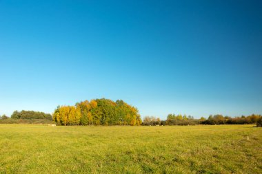 Yeşil bir çayır, sonbahar ağaçları ve mavi bulutsuz bir gökyüzü, Nowiny, Polonya