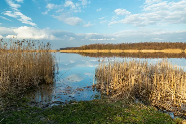 湖と美しい空の海岸に葦, Stankow,ポーランド — ストック写真