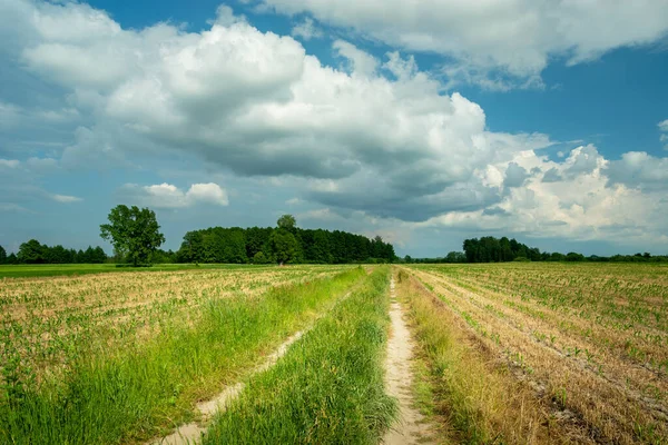 Αγροτικός δρόμος μέσα από το πεδίο και λευκά σύννεφα στον ουρανό, Nowiny, Πολωνία — Φωτογραφία Αρχείου