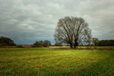 Çayırda yaprakları olmayan ağaç ve bulutlu gökyüzü