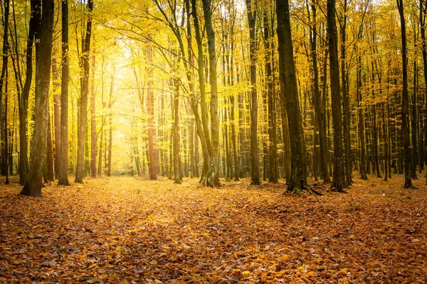 Luce solare nella foresta autunnale e foglie cadute — Foto Stock