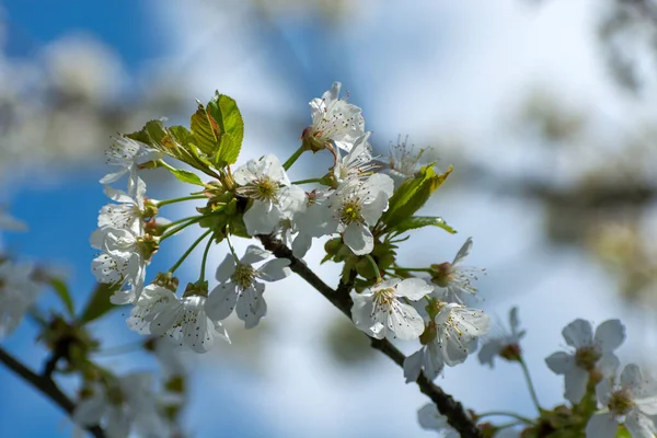 하얀 꽃이 피는 벚꽃의 가지 — 스톡 사진
