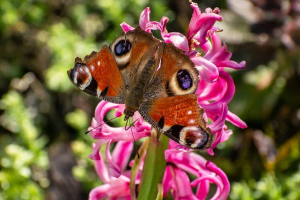 A brown butterfly sits on a pink flower — стоковое фото