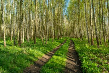 The road through the birch forest, Czulczyce, Poland