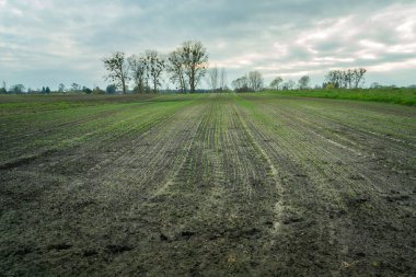 Tarlada genç bitkiler, ağaçlar ve bulutlu gökyüzü, Zarzecze, Lubelskie, Polonya
