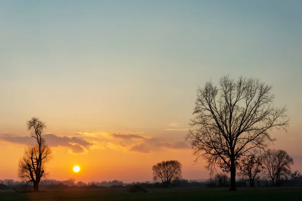 Černé Siluety Stromů Viditelné Při Západu Slunce Nowiny Polsko — Stock fotografie