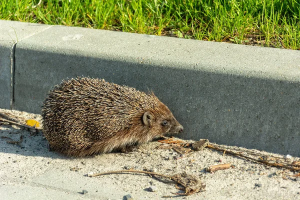 Sick Igelkott Vägen Vid Trottoarkanten Chelm Polen — Stockfoto